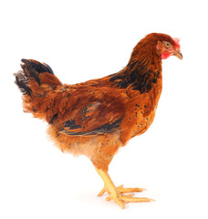 Fototapeta premium Brown hen isolated.