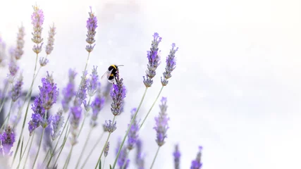 Foto op Plexiglas Hommel op lavendelbloem. Bannerafbeelding met zachte bokeh © Eugenia