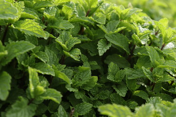 Mint leaves, Fresh and green mint gardening and farming