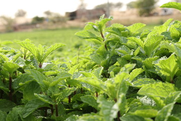 Mint leaves, Fresh and green mint gardening and farming - obrazy, fototapety, plakaty