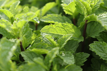Mint leaves, Fresh and green mint gardening and farming