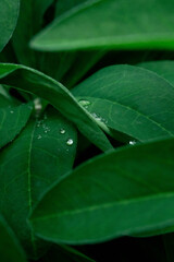 leaf with water drops