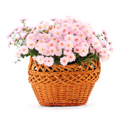  Flowers of chrysanthemum in the basket.