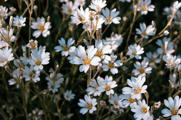 white flowers in the garden