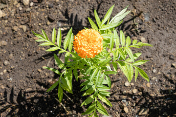 Orange round Zinnia flower with beautiful green leaves bloom in summer in the garden on the brown soil background