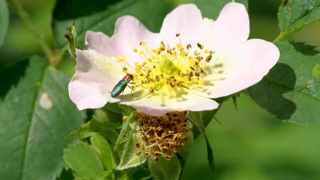 Zierlicher Prachtk&auml;fer (anthaxia nitidula) an eine Wildrosenbl&uuml;te