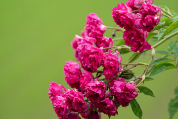 Obraz premium ピンクの花