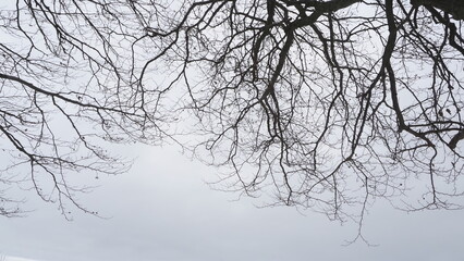 Fototapeta na wymiar texture of winter time gray sky and black tree ,OLYMPUS DIGITAL CAMERA