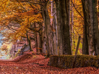 Beech Trees