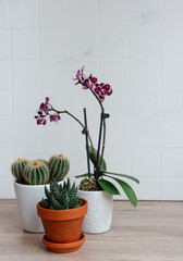 Cactus, orchid flowers and succulent plant in pots on the table