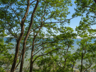 Fototapeta premium Die Halbinsel Holnis in der Ostsee