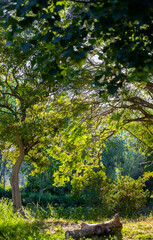 Fototapeta na wymiar Parque con arboles en día soleado
