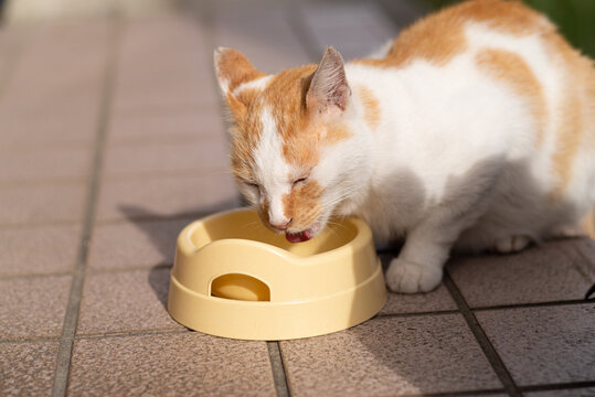 16 570 最適な 猫野良猫 画像 ストック写真 ベクター Adobe Stock