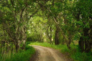 Road in the beautiful summer forest