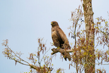 Impressive buzzard, buteo buteo, sitting on a branch in the spring with copy space. Dominant bird of prey is observing on a branch. Feathered animal with white and brown plumage. Blue sky