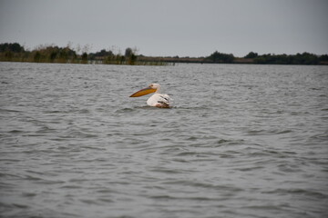 Rare species of pelicans caught in the Danube Delta Romania