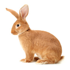 Fototapeta premium rabbits isolated on white background 