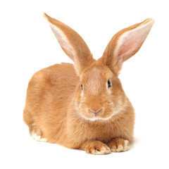 rabbits isolated on white background 