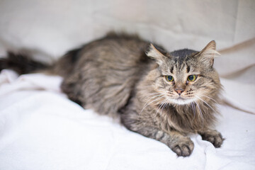 Funny cat on white background