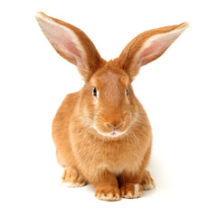 Fototapeta premium rabbits isolated on white background 