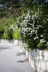 A tree with white flowers on the road