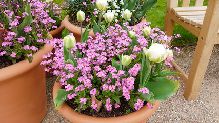 Beautiful unusual pink for-get-me-not flowers and tulips in pots on a spring day.