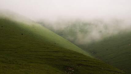 Green hills in fog - Powered by Adobe