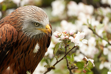 Obraz premium A head of a Red kite, bird of prey portrait,. In side view, yellow eye and beak. White blossom in the background