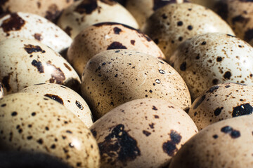 Fresh Uncooked Quail Eggs Background. Close up. Macro shot. Concept of animal husbandry or healthy...
