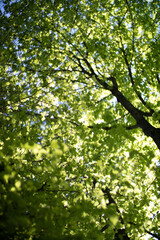 Fototapeta na wymiar Background from green leaves on a tree