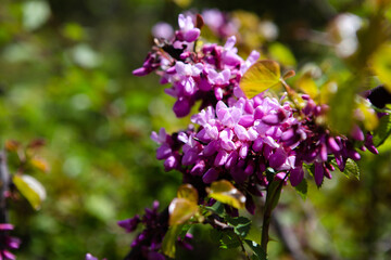 Purple flowers on a branch close-up