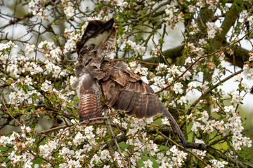 Close-up of a buzzard bird of prey, flying in a fruit tree. Clumsy action of the bird, he crashed into the apple tree. It is full of white blossom