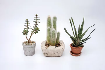 Deurstickers Cactus in pot Decorative green plants for home interiors