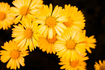 yellow chrysanthemum flowers, coloful daisy's