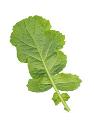 Radish leaf isolated on a white background. Clipping path