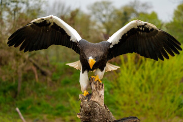 Close-up of a Steller's sea eagle. The bird of prey lands with outspread wings on a tree stump. Against the background of trees, grass and blue sky. Detailed part bird, full body