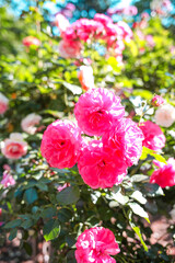 Beautiful roses in garden. Rose Gardening
