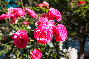 Beautiful roses in garden. Rose Gardening