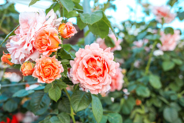 Beautiful roses in garden. Rose Gardening