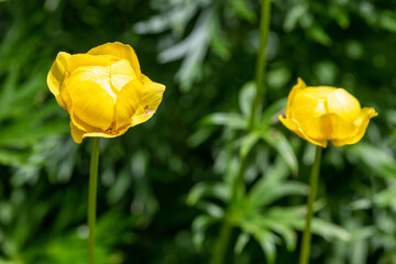 wild plants and flowers botanical garden esperia regional natural park frignano modena