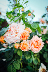 Obraz na płótnie Canvas Beautiful creamy roses in garden. Rose Gardening