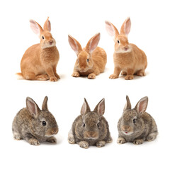 brown bunny rabbits isolated on white background 