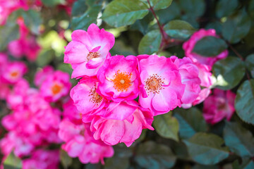 Dog rose fruits (Rosa canina). Wild rosehips in nature. 