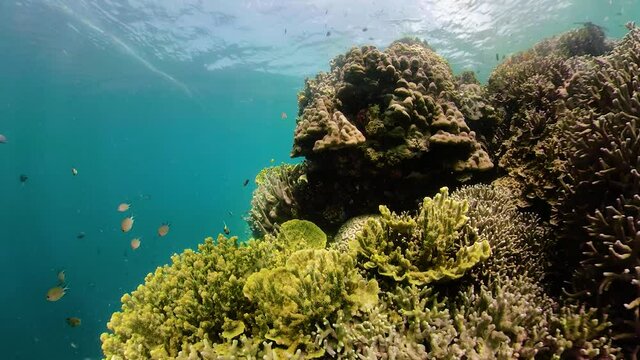 Coral reef underwater with fishes and marine life 360 panorama. Coral reef and tropical fish. Camiguin, Philippines.