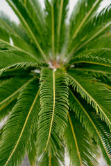 Green date palm crown close-up