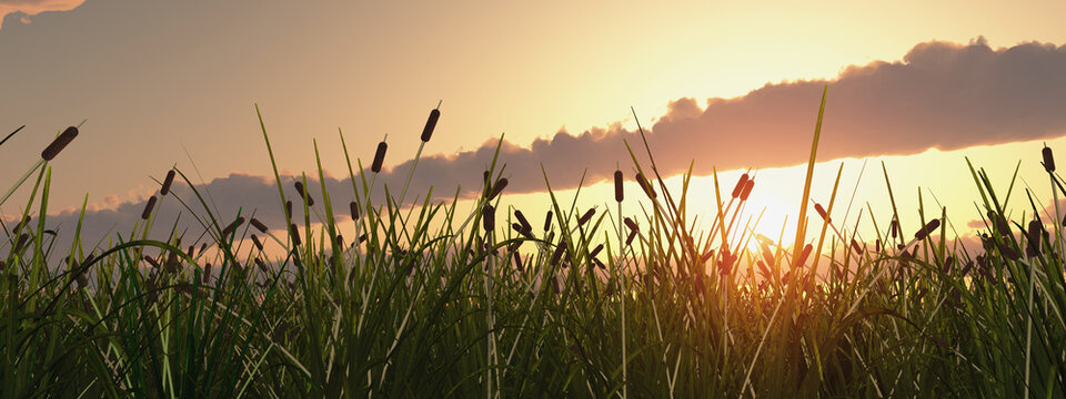 Grasland bei Sonnenuntergang