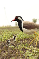 Red wattled lapwing, Vanellus indicus in the farm