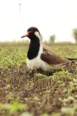 Red wattled lapwing, Vanellus indicus in the farm