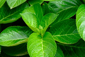 green leaves background
