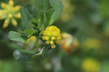 春の野原に咲くコメツブツメクサの黄色い花